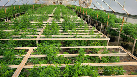Young cannabis plants in their greenhouse.