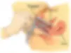ree