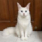 Feeqqoo Maine Coon Singapore