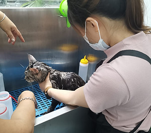 Purrfect Meows Class