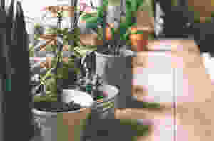 green living easy