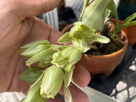 Blooming Catasetums!