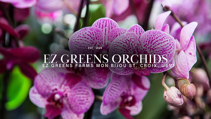 Nature YouTube Banner in White Minimalist Photo Style (5).png