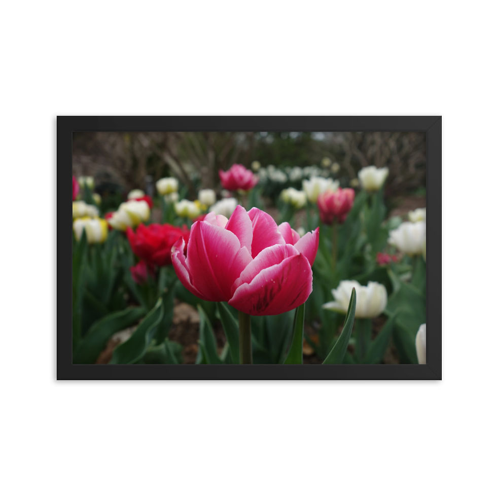Thumbnail: Framed photo paper poster - Floral Beauty