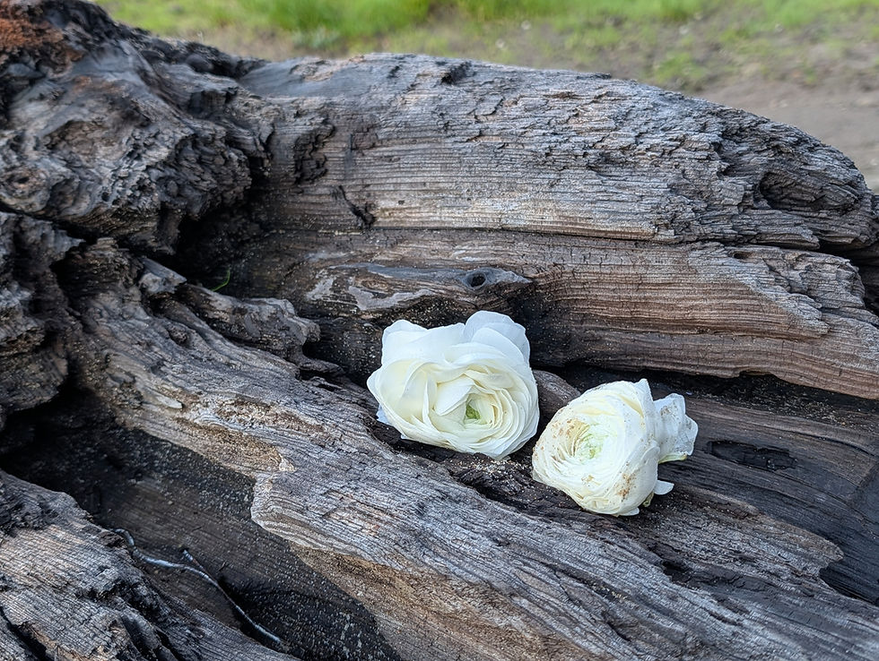 Two white ranunculus flowers without stems resting on a driftwood log.