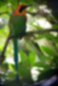 Arenal Bird Watching Tours