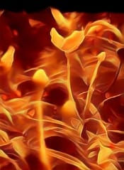 Thumbnail: Fire Flower