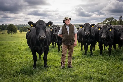 Farmer standing with Angus cattle on Irish pasture