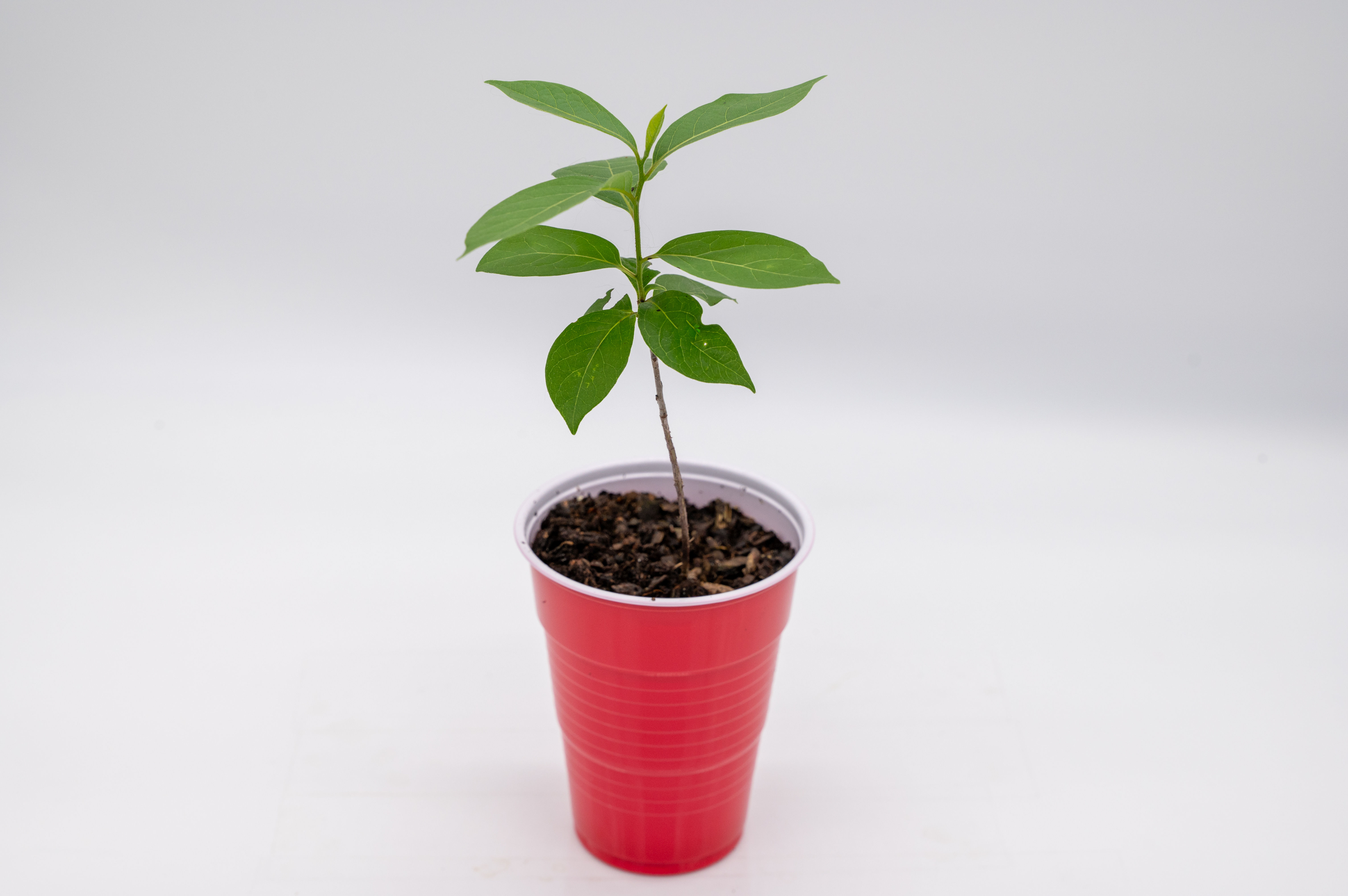 Potted American Persimmon Tree (Seedling)(Diospyros virginiana)