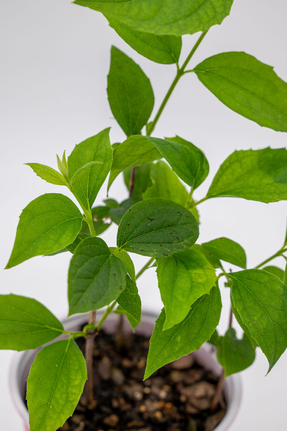 Thumbnail: Potted Sweet Mock Orange Shrub (starter plant)(Philadelphus coronarius)