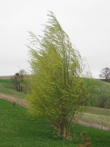 アウガルテン　Willow miyabeana Sx64 | Vermont Willow Nursery