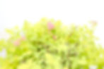 Thumbnail: TWO- #1 Gallon Golden Elf Spirea 