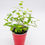 Thumbnail: Potted Goldflame Spirea Plant (6-12")(Spiraea x bumalda 'Goldflame')