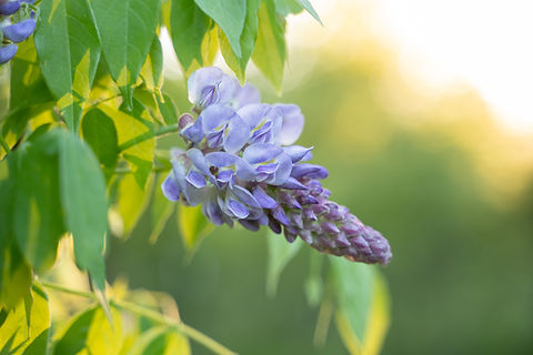 variegata pflanze Monstera Albo Variegata-Pflanze  HappiestPlants