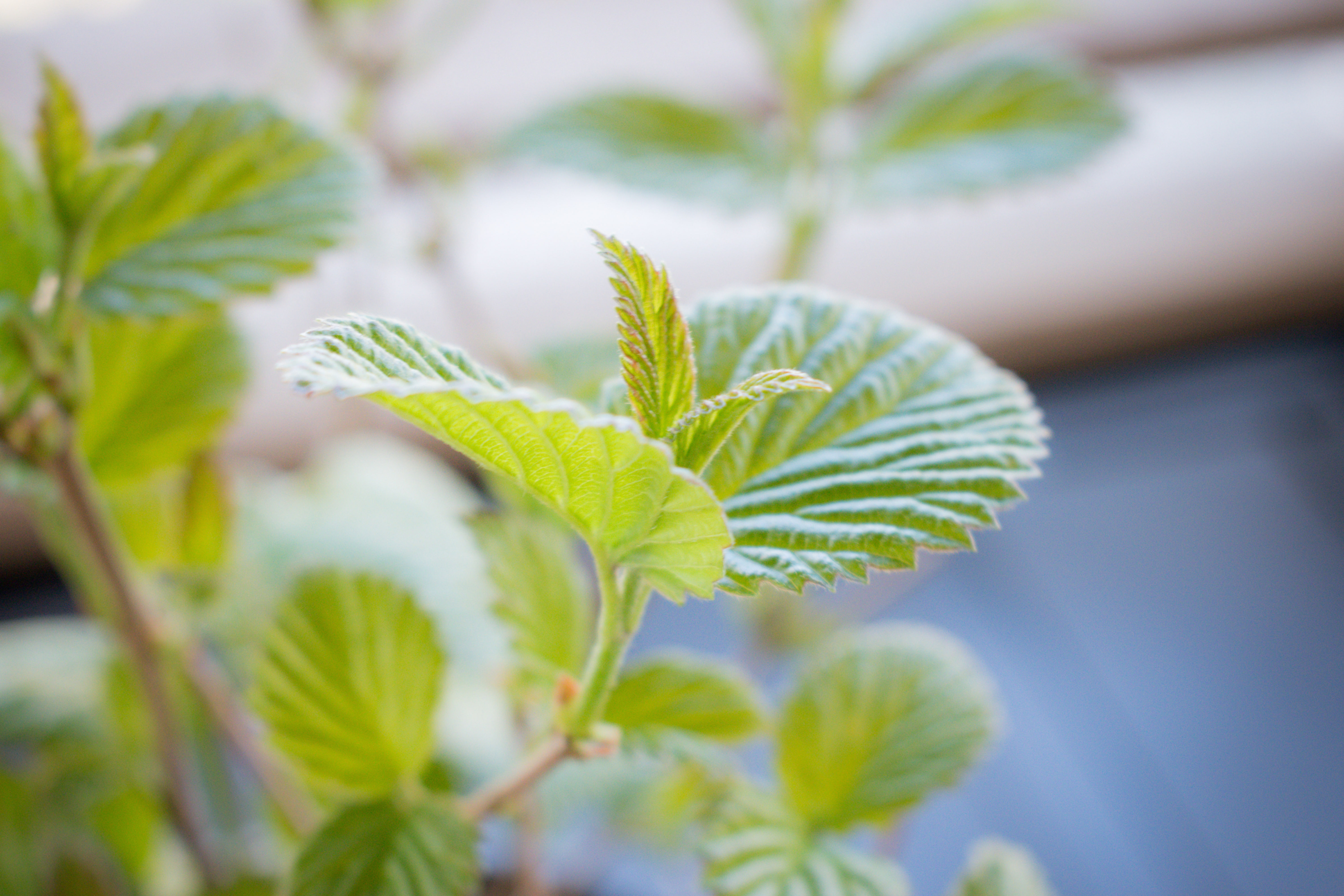 TWO- #1 Gallon Potted Chicago Lustre(R) Arrowwood Viburnum Plant