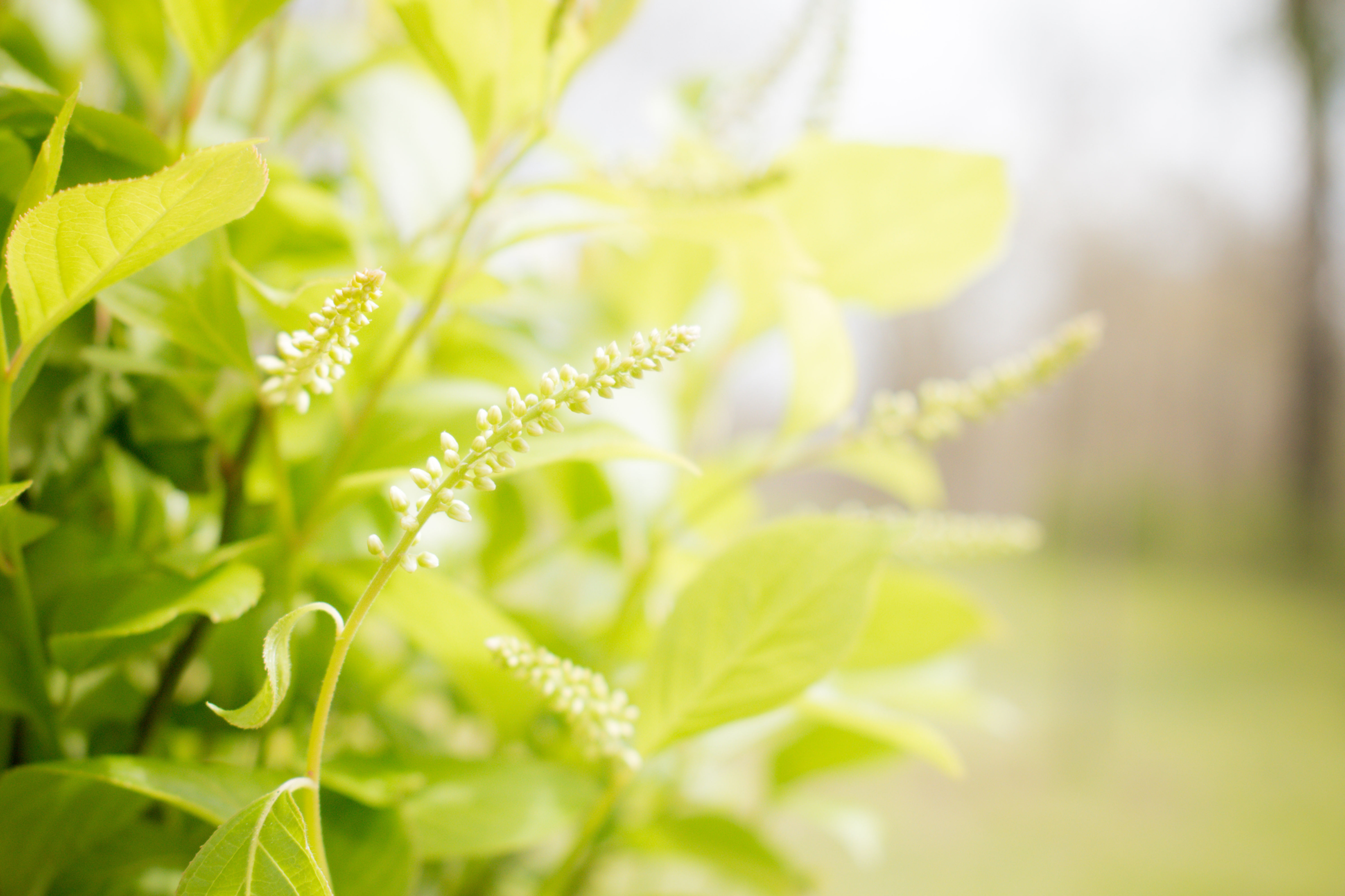 TWO #1D Gallon Potted Short n' sweet(TM) Sweetspire (Itea virginica 'Merlot')
