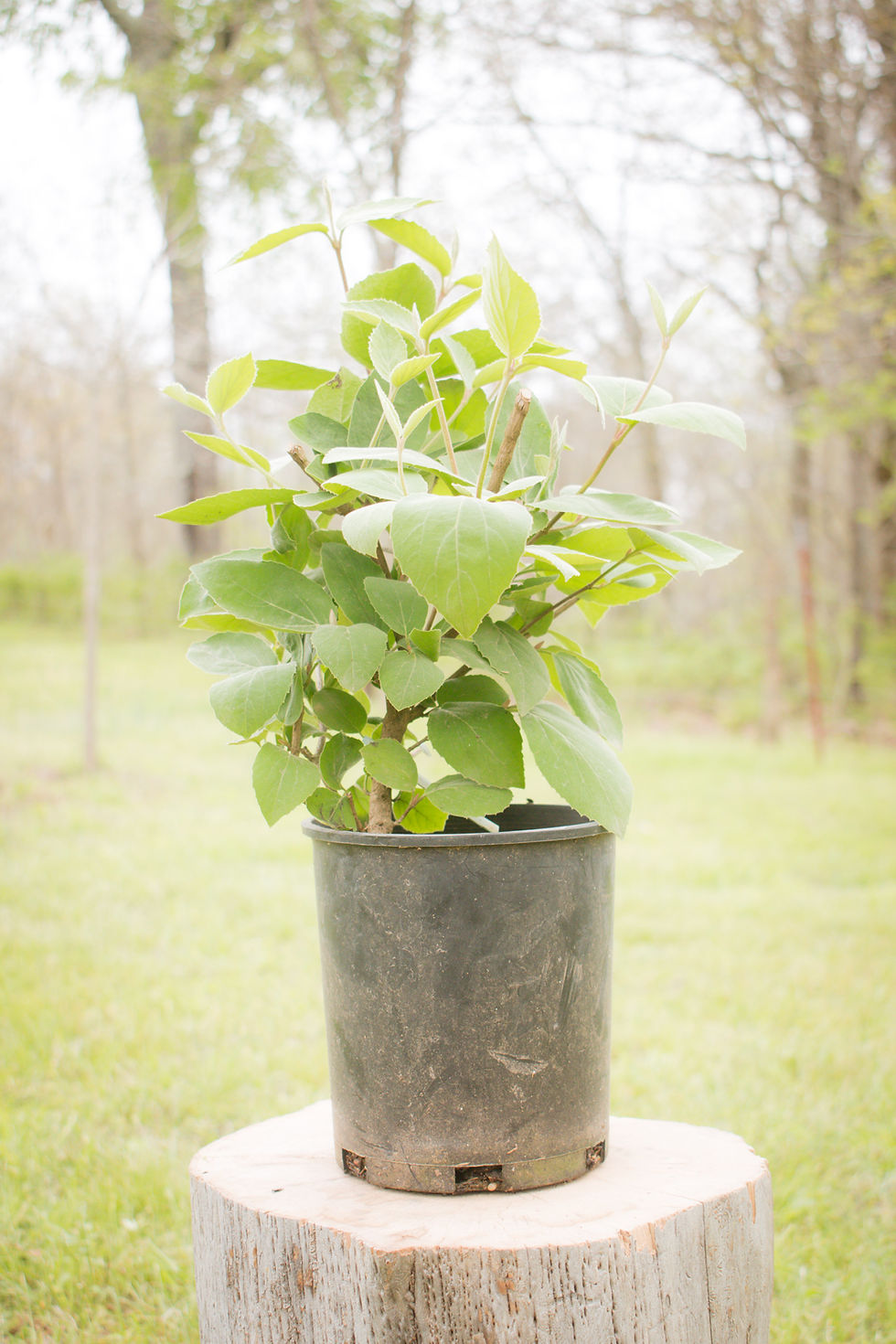 Thumbnail: TWO- #1 Gallon Potted Fragrant Viburnum (Viburnum x juddii)