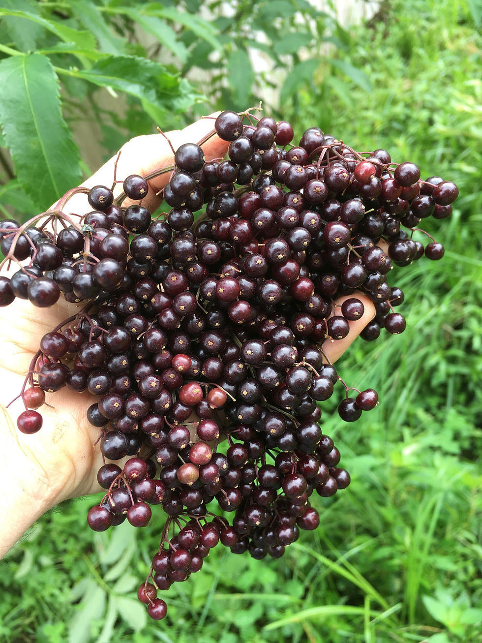 Thumbnail: Potted Bob Gordon Elderberry Plant (6-12"+)(Sambucus canadensis 'Bob Gordon')