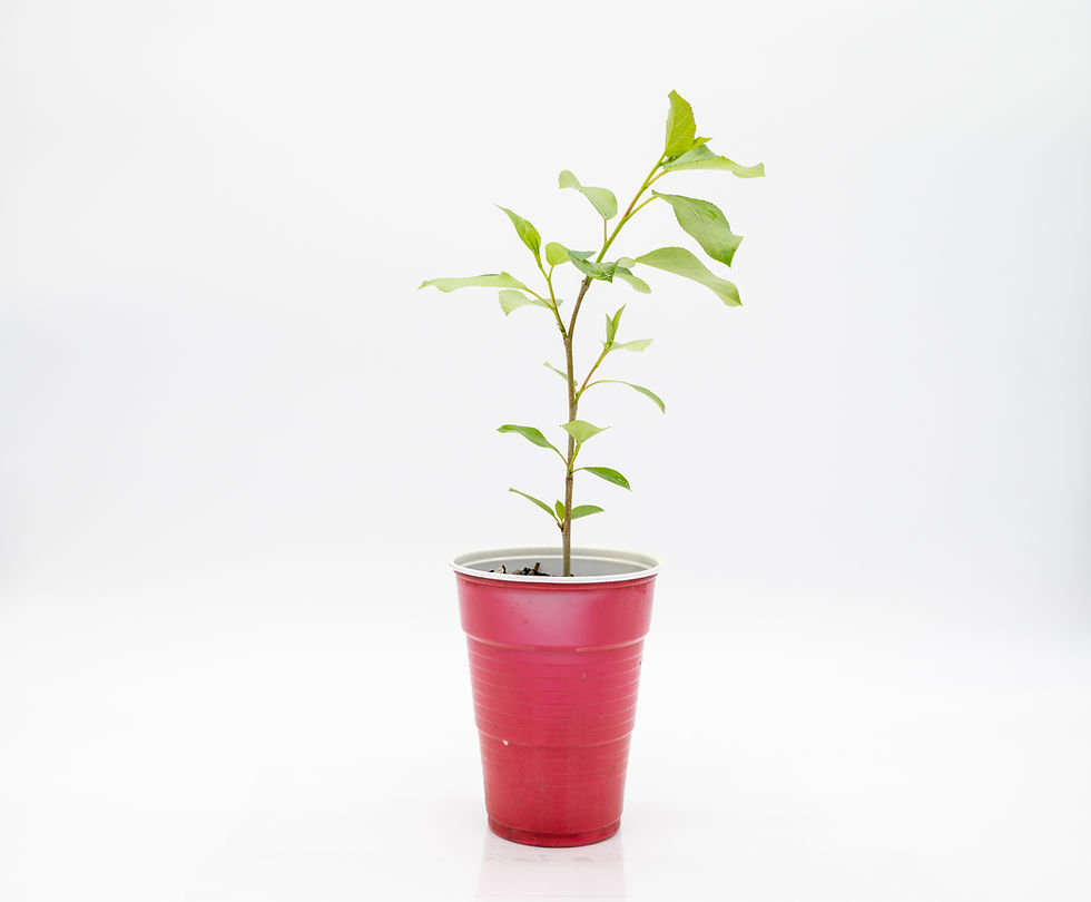 Thumbnail: Potted American Plum (Fresh seedling)(Prunus Americana)