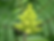 Thumbnail: Potted Smooth Sumac Tree (5-10")( Rhus Glabra)