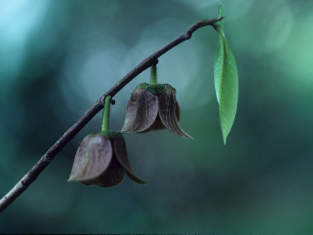 Thumbnail: Potted American Paw Paw Tree (Seedling)(Asimina triloba)