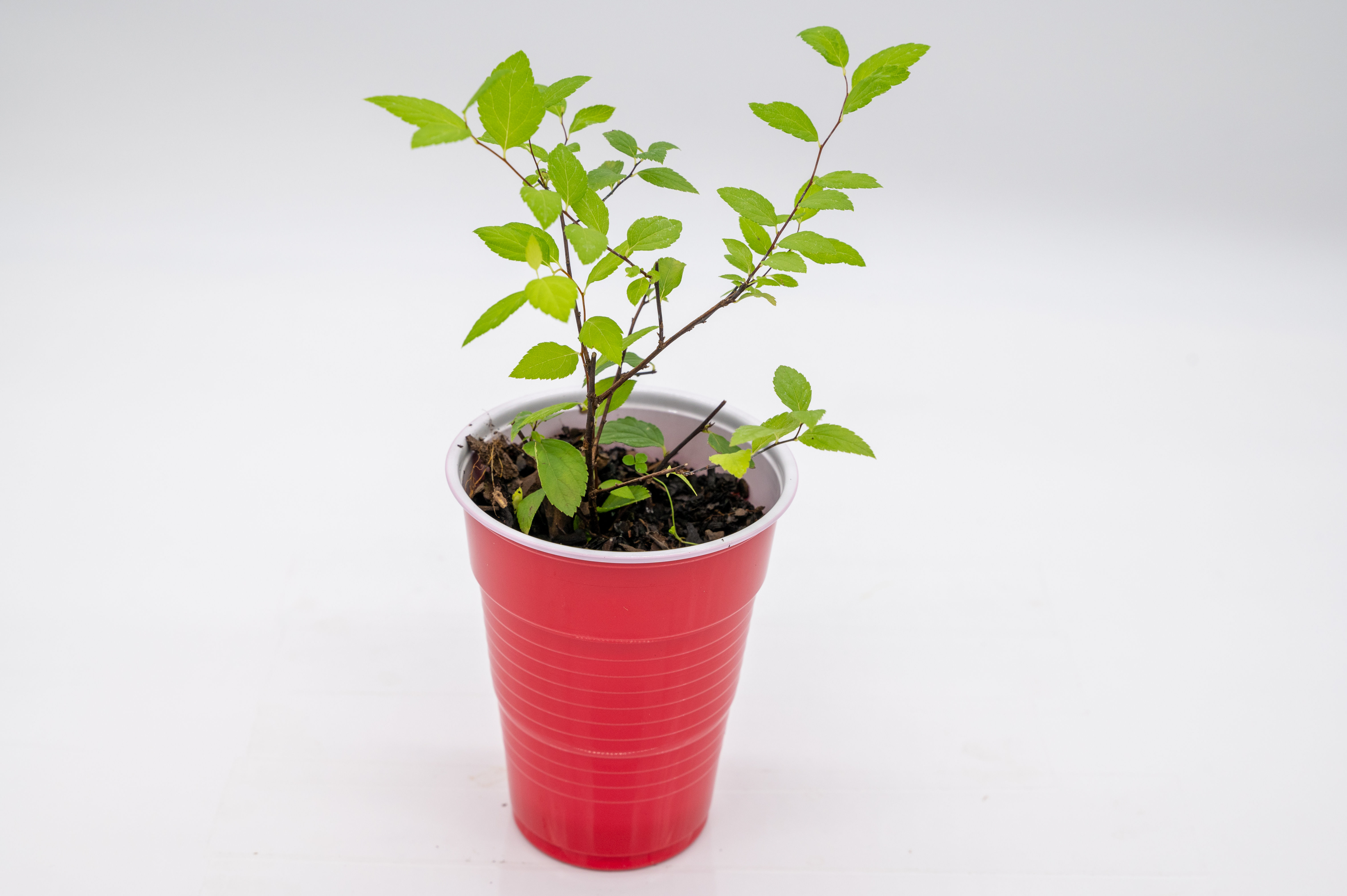 Potted Lime Green Spirea Plant (starter plant) (Spirea Japonica)