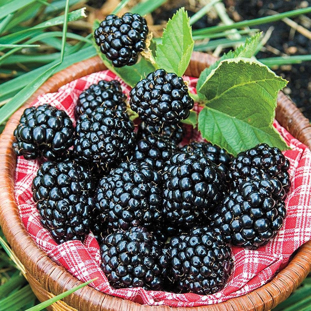 TWO- #1D Gallon Potted Arapaho Blackberry (Rubus 'Arapaho')