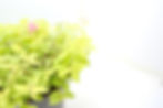 Thumbnail: TWO- #1 Gallon Golden Elf Spirea 
