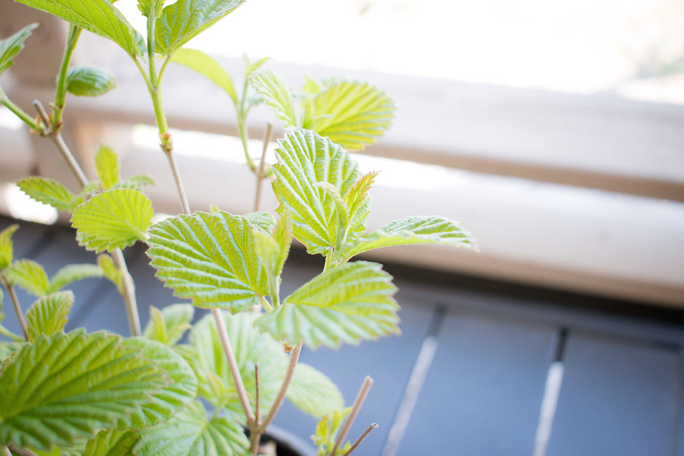 Thumbnail: TWO- #1 Gallon Potted Chicago Lustre(R) Arrowwood Viburnum Plant