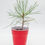 Thumbnail: Potted Austrian Pine Tree (Healthy seedling) (Pinus Nigra)
