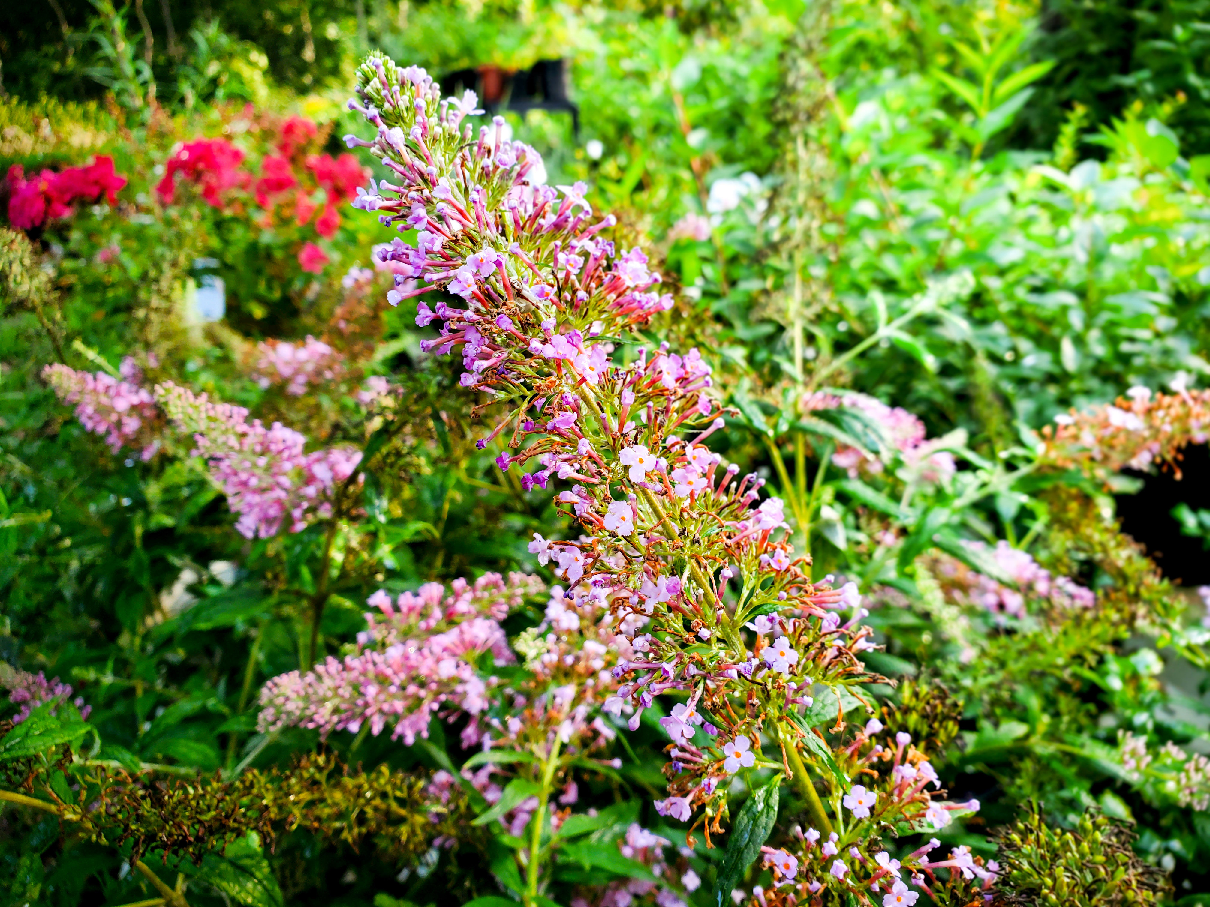 TWO #1 Gallon Potted Pink Delight Butterfly Bush