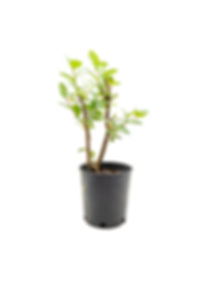 TWO- #1 Gallon Potted Hopi Crape Myrtle
