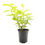 Thumbnail: TWO #1 Gallon Potted Buttonbush Shrub (Starter plant)(Cephalanthus occidentalis)
