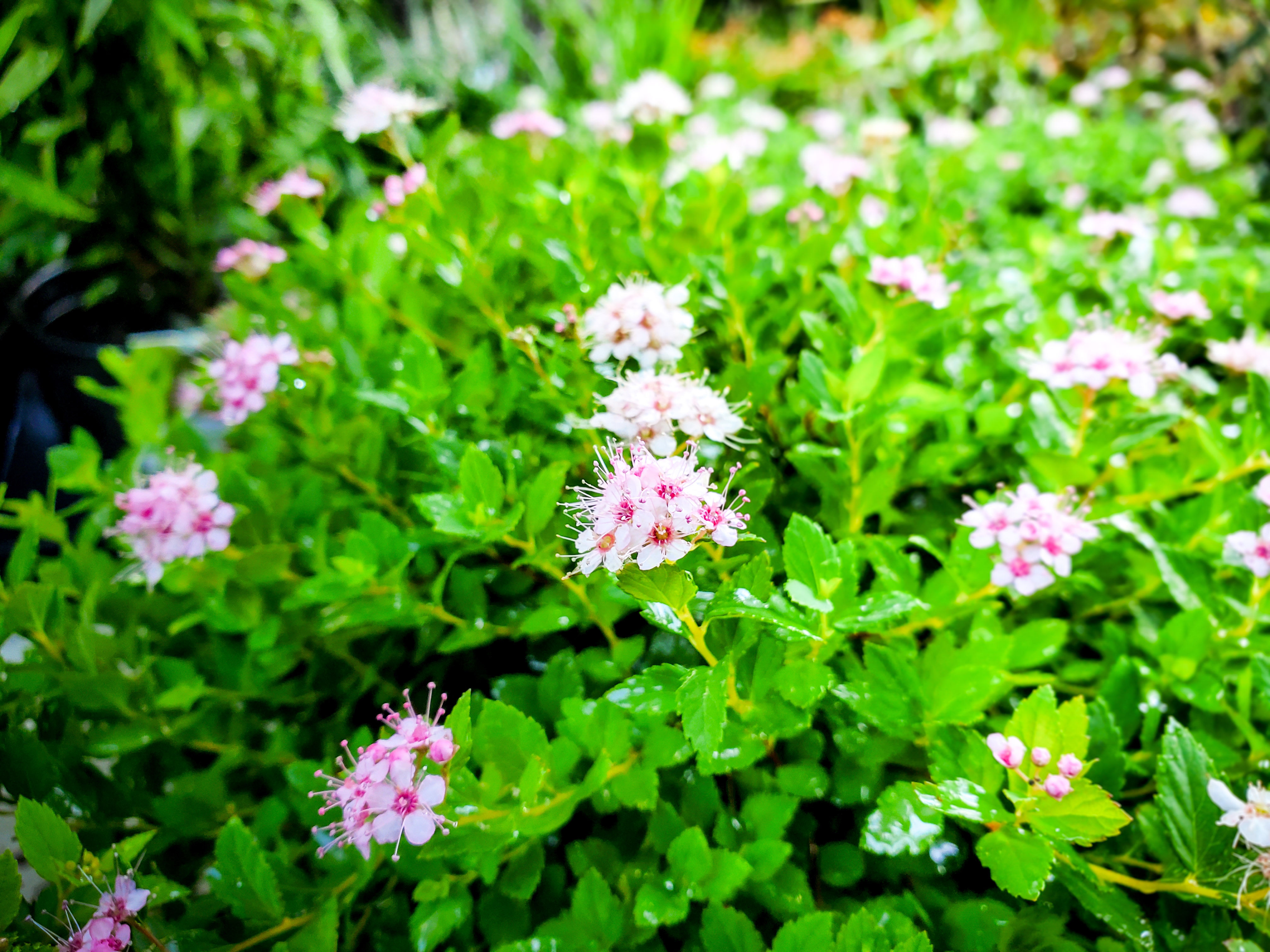 TWO- #1 Gallon Potted Little Princess Spirea (Spiraea japonica 'Little Princess'