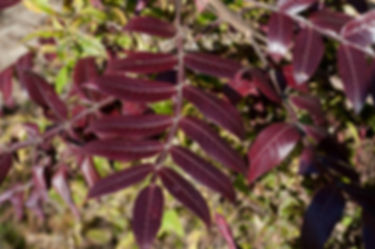 Potted Shining Sumac Tree (5-10")(Rhus Copallinum)
