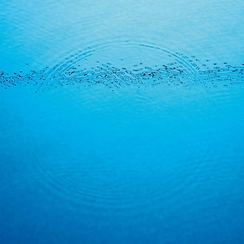 ree