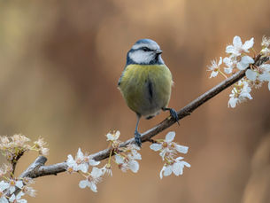 Vårprogrammet er klart
