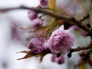 Sigve Erland: Kva låg bak då jærindustrien starta opp.