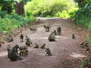 🦁 Lake Manyara nasjonalpark