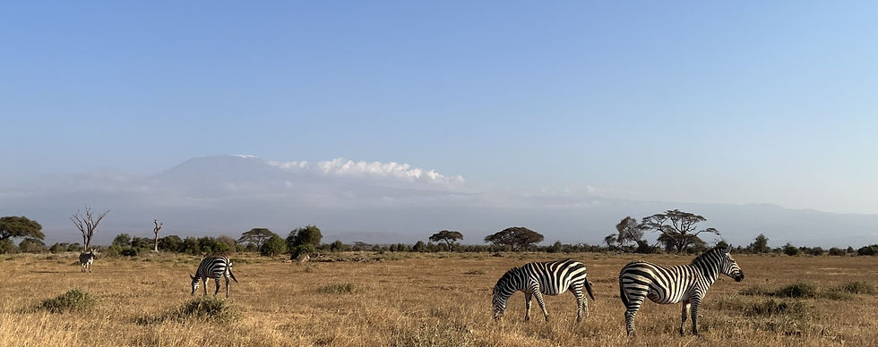 Amboseli parken med Kilimanjaro i bakgrunnen