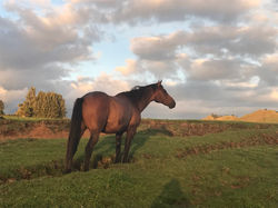 Horse riding in Taranaki