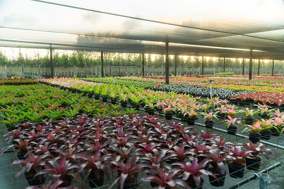 Plant selection at Santana & Plants Corp, wholesale plant and palm nursery Miami, FL