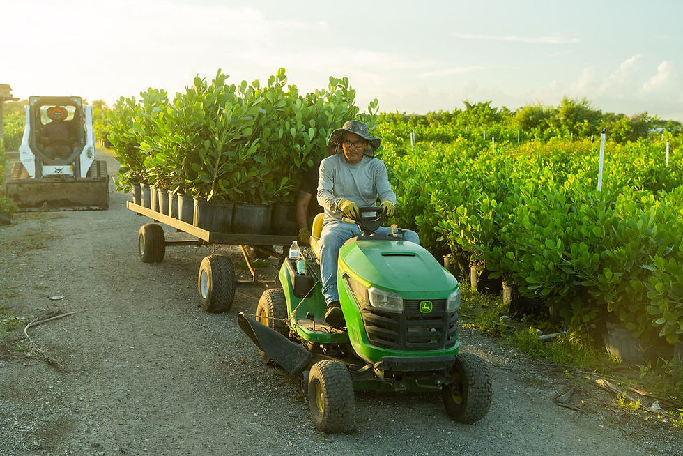 Moving Clusia at Santana & Plants Corp Miami, FL