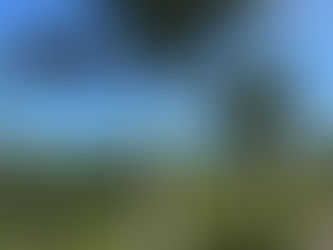 Foxtail Palm: The Perfect Tropical Statement Tree for Miami, FL Landscapes