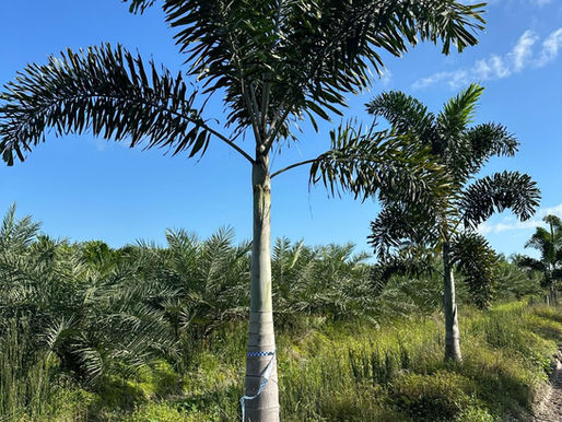 Foxtail Palm: The Perfect Tropical Statement Tree for Miami, FL Landscapes