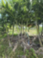 Field-grown Christmas Palm Triple at a Miami, FL nursery