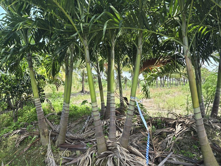 Christmas Palm Triple: A Beautiful, Low-Maintenance Palm Perfect for Miami Homes & Businesses