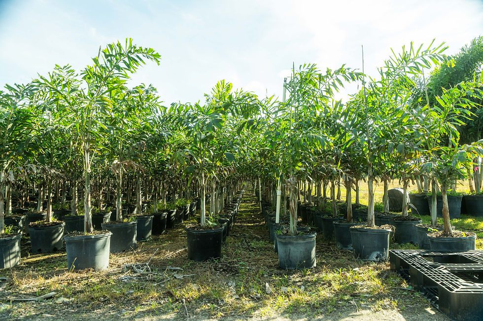Container grown palm trees Miami, FL