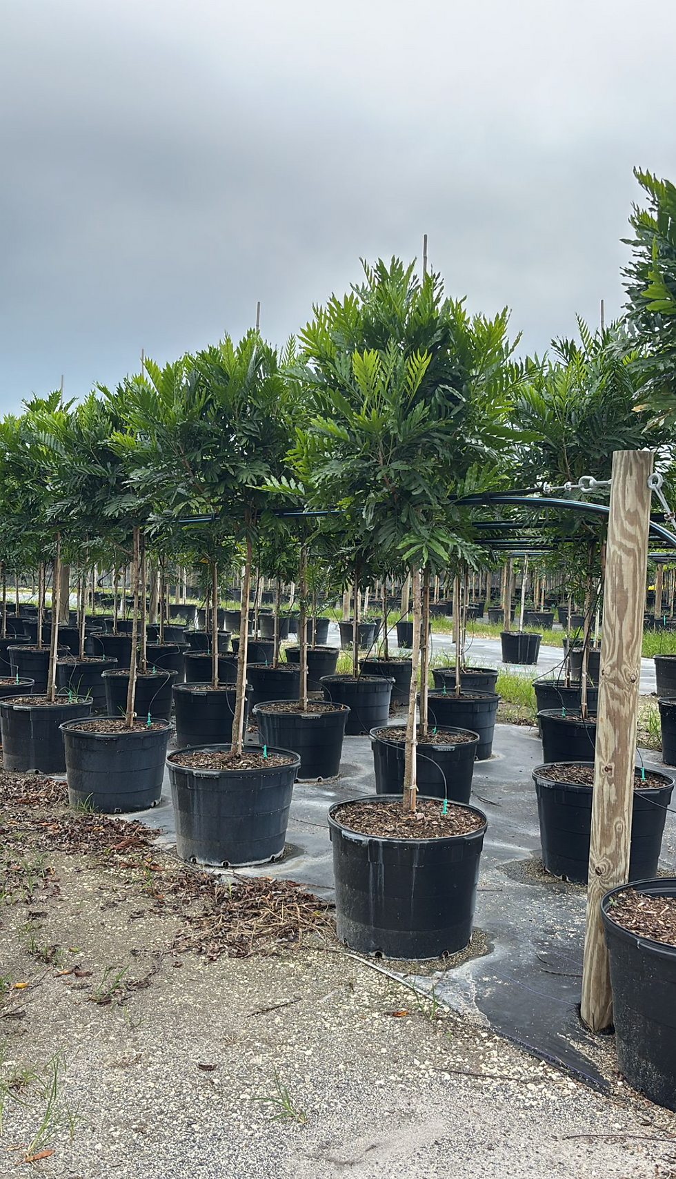 Japanese Fern Trees in pots