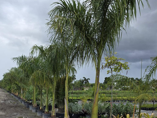 Royal palm for sale Miami, FL